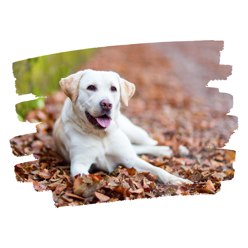 golden retriever 3 2